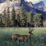 Deer - Yosemite National Park, California, USA - August 1995