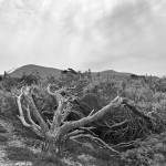 Vegetation - Alghero, Sassari, Italy - August 26, 2025