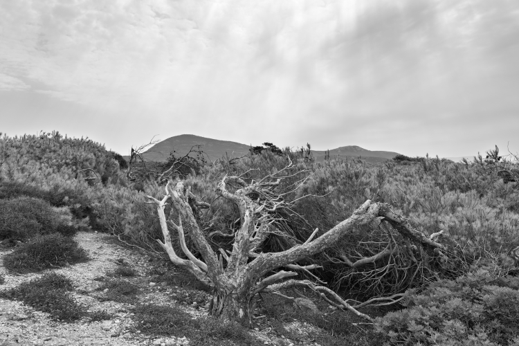 Vegetation - Alghero, Sassari, Italy - August 26, 2025