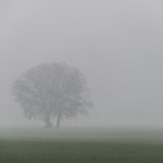 Fog & Mist