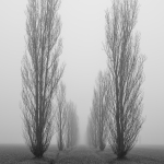 Still Fog - Crevalcore, Bologna, Italy - January 28, 2022