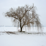 Weeping Willow - Sant'Agata Bolognese, Bologna, Italy - February 12, 2013