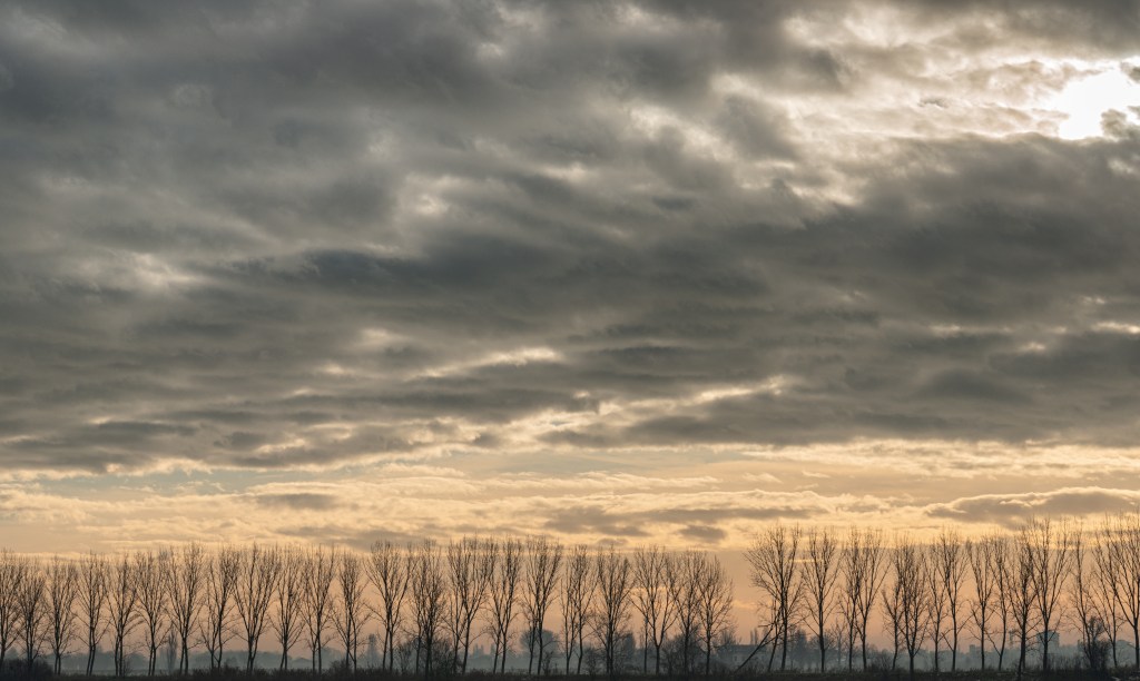 Poplars - Novellara, Reggio Emilia, Italy - December 15, 2015
