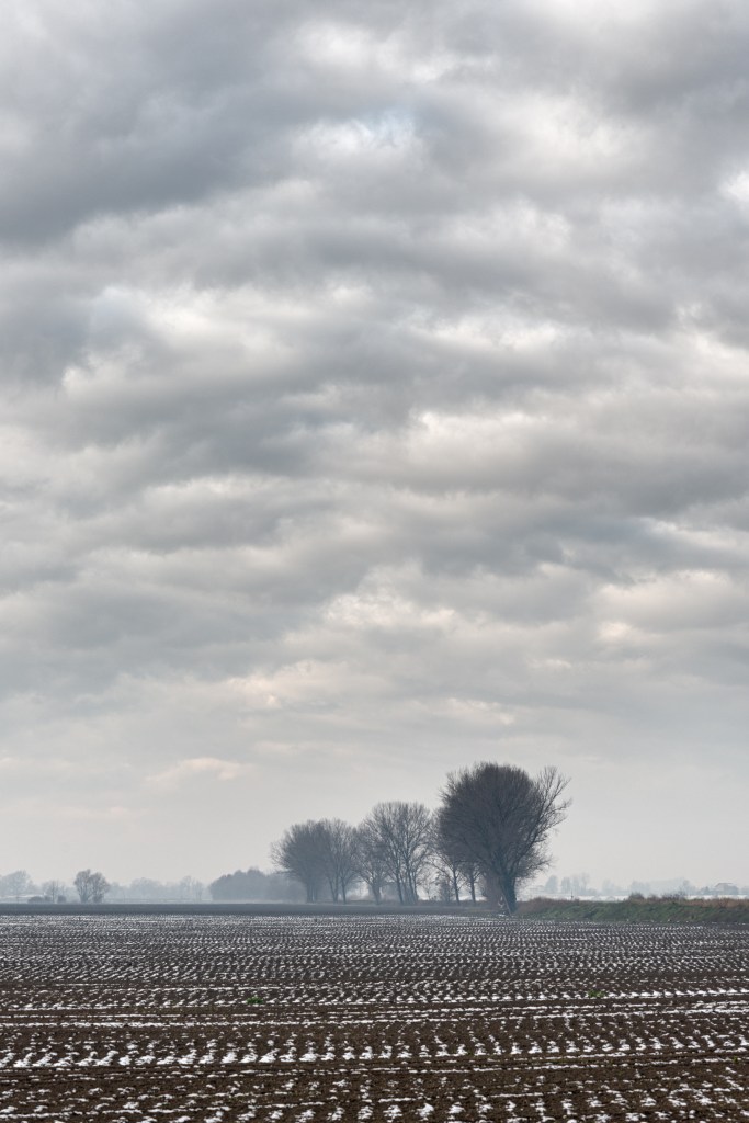Trees - Novellara, Reggio Emilia, Italy - December 15, 2019
