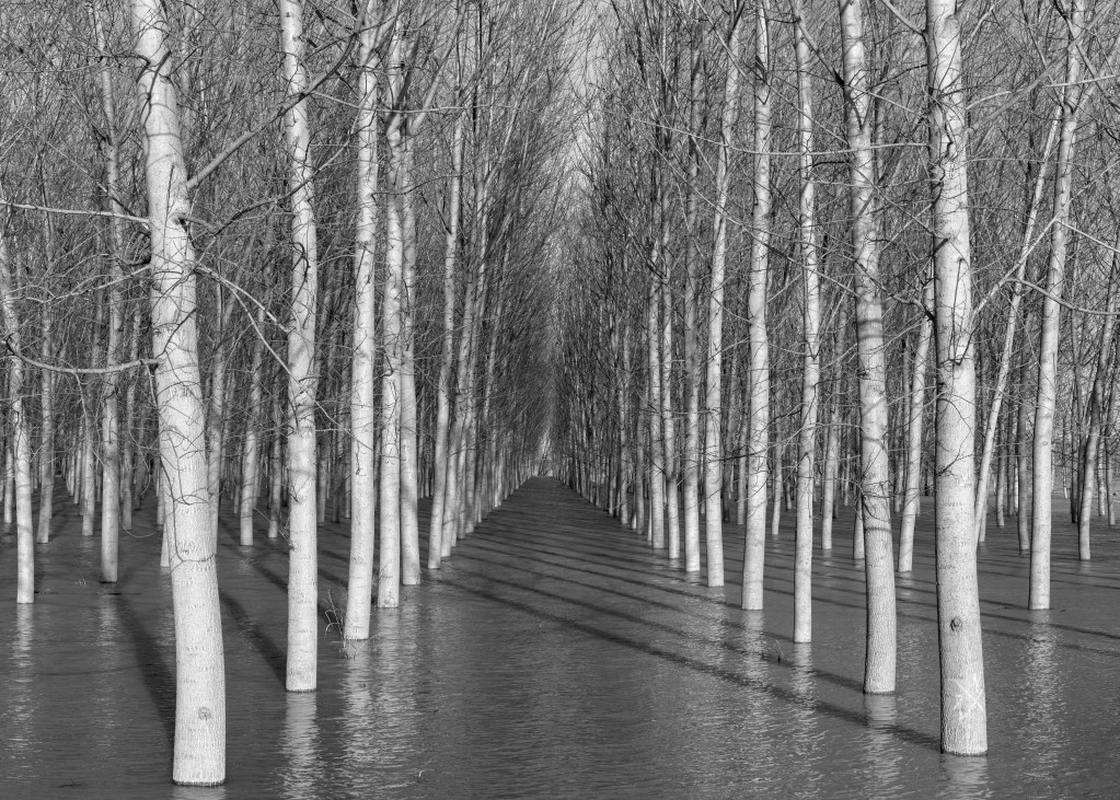 Poplars - Dosolo, Mantova, Italy - December 23, 2019
