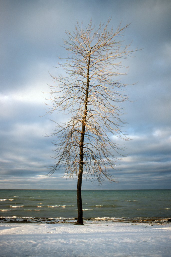 Lake Simcoe Tree - Ontario, Canada - Winter 1987
