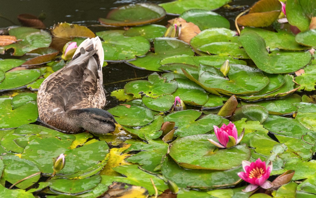 Duck - Ørestad, Copenhagen, Denmark - August 16, 2021
