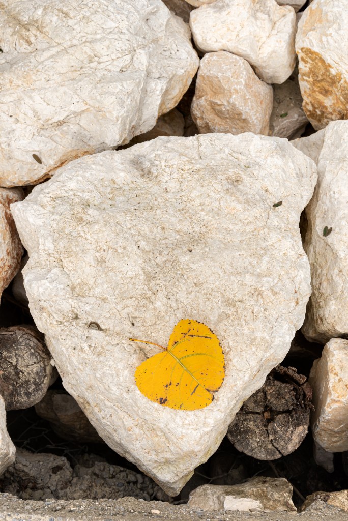 Leaf - Guastalla, Reggio Emilia, Italy - October 23, 2021
