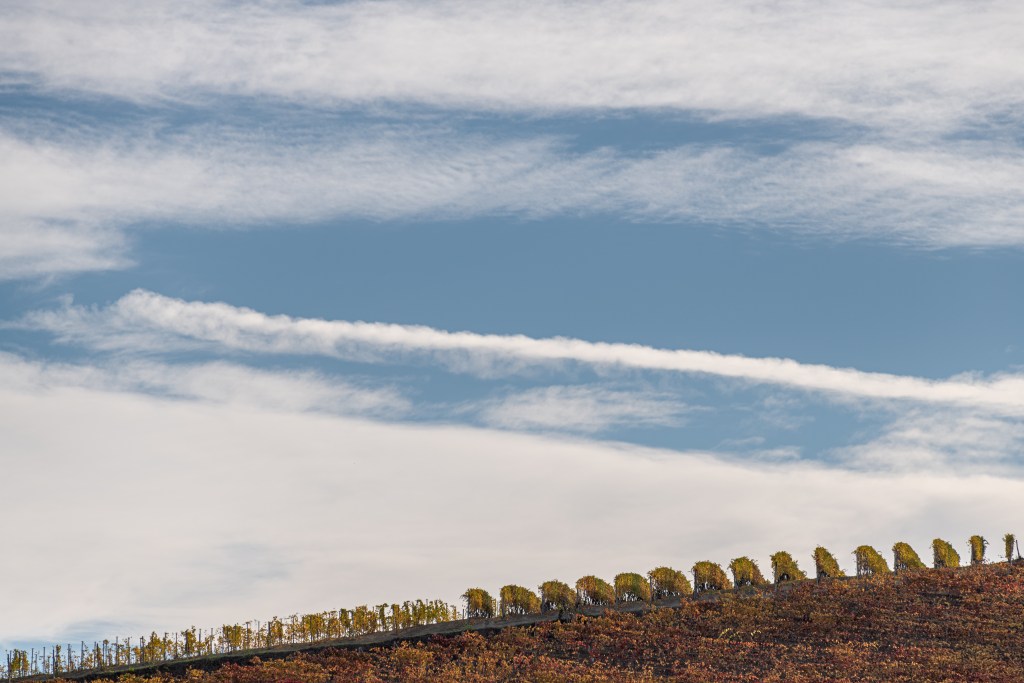 Vineyard - Barolo, Cuneo, Italy - November 2, 2021
