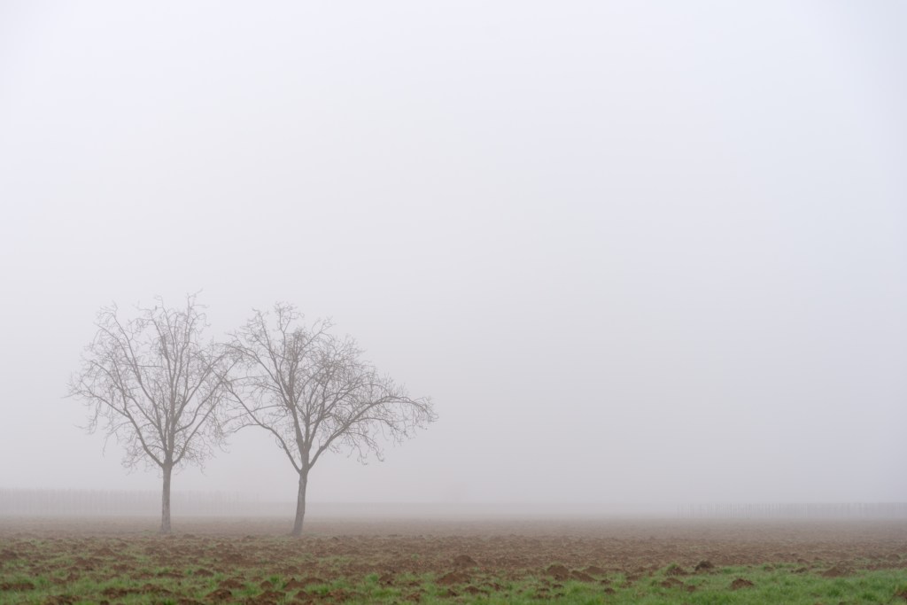 Lost in Fog - Castellazzo, Reggio Emilia, Italy - January 28, 2022
