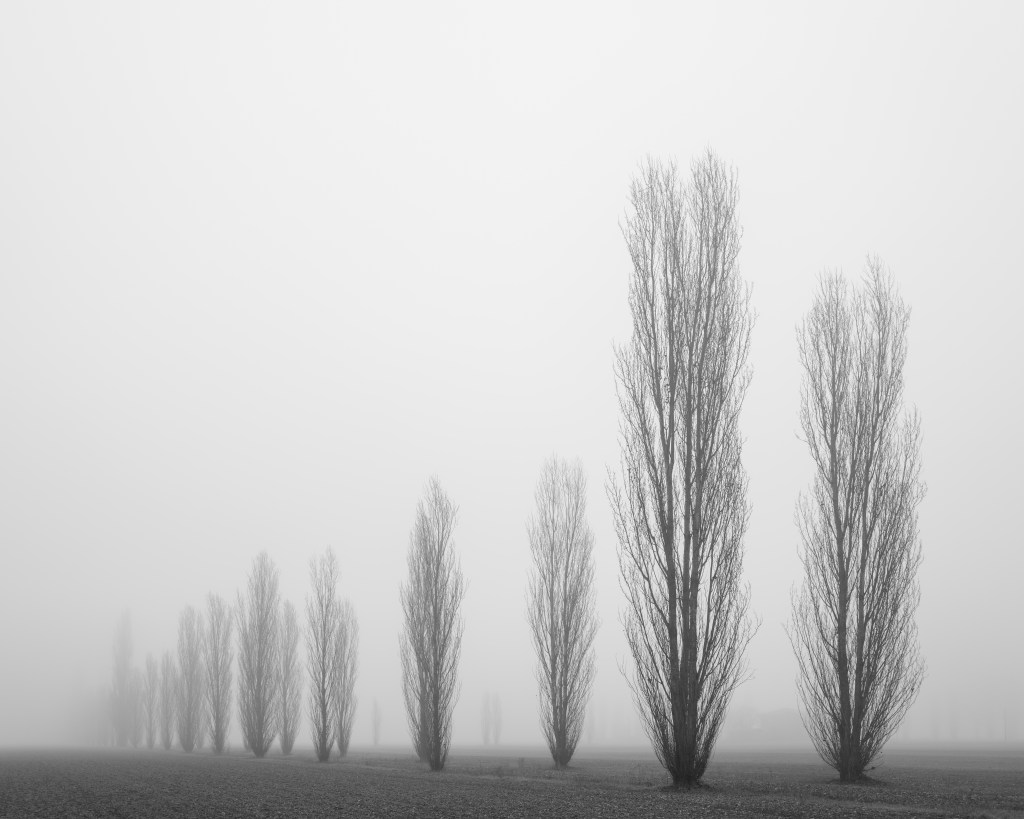 Rural Boulevard - Crevalcore, Bologna, Italy - January 28, 2022
