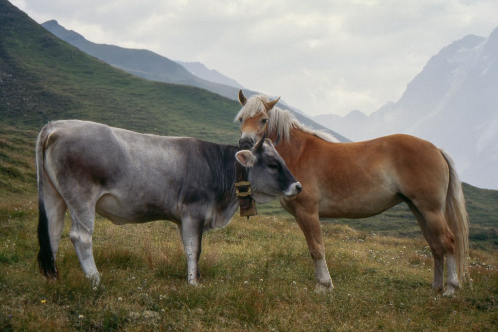 Peaceful Coexistance - Pfitsch, Bozen, Italy - August 1994
