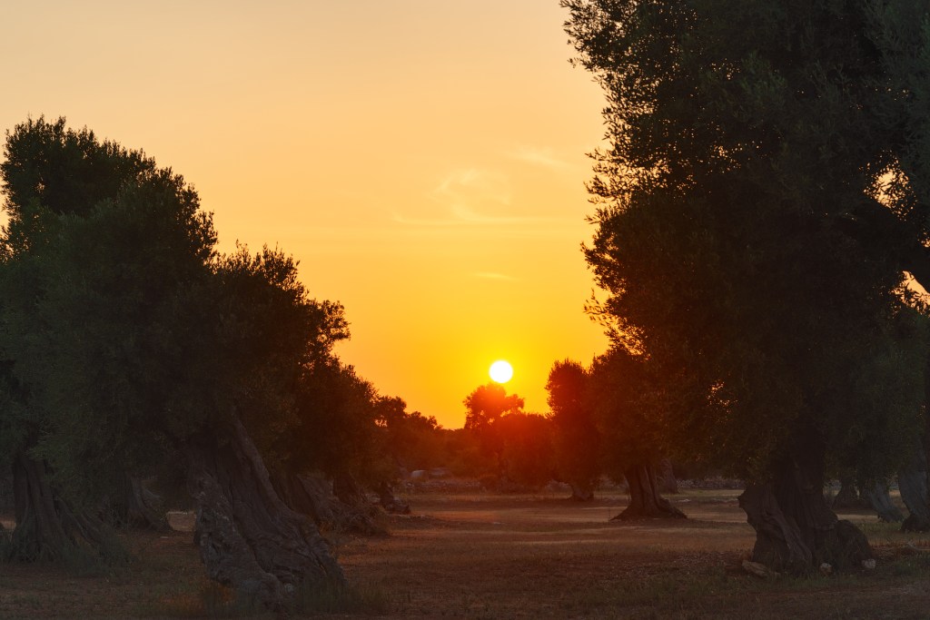Olive Trees at Sunset - Fasano, Brindisi, Italy - August 20, 2023
