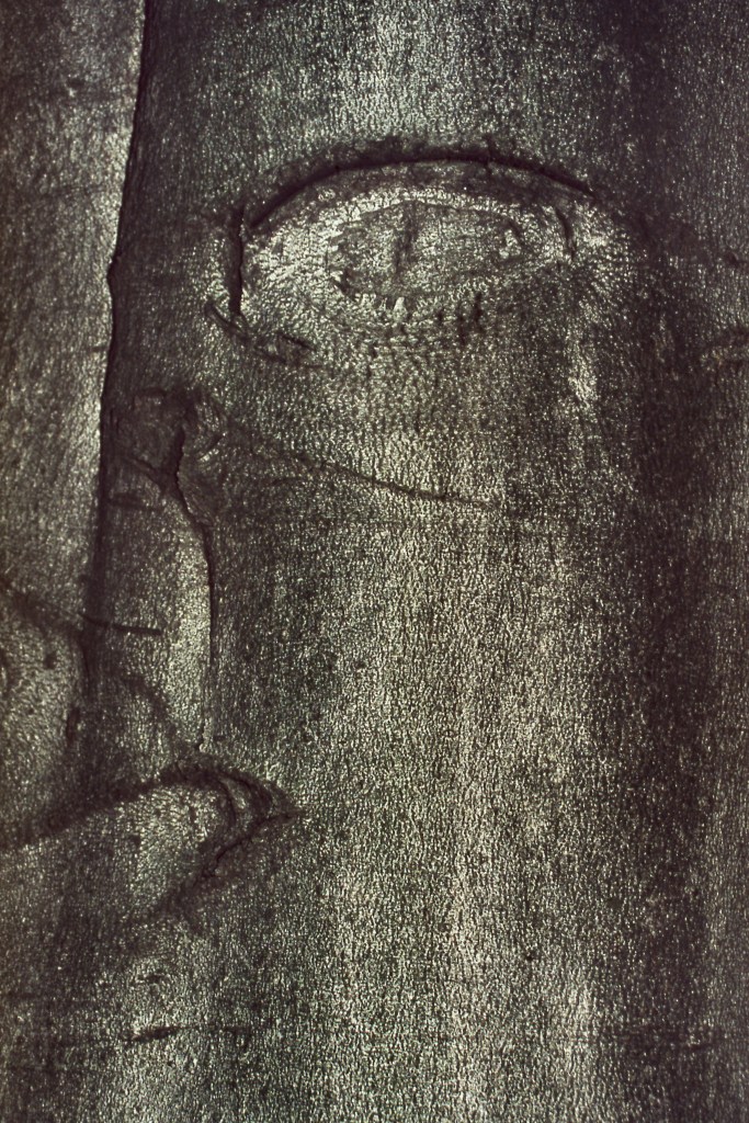 A tree was staring at me! - Somewhere in Ontario, Canada - Ca. 1986
