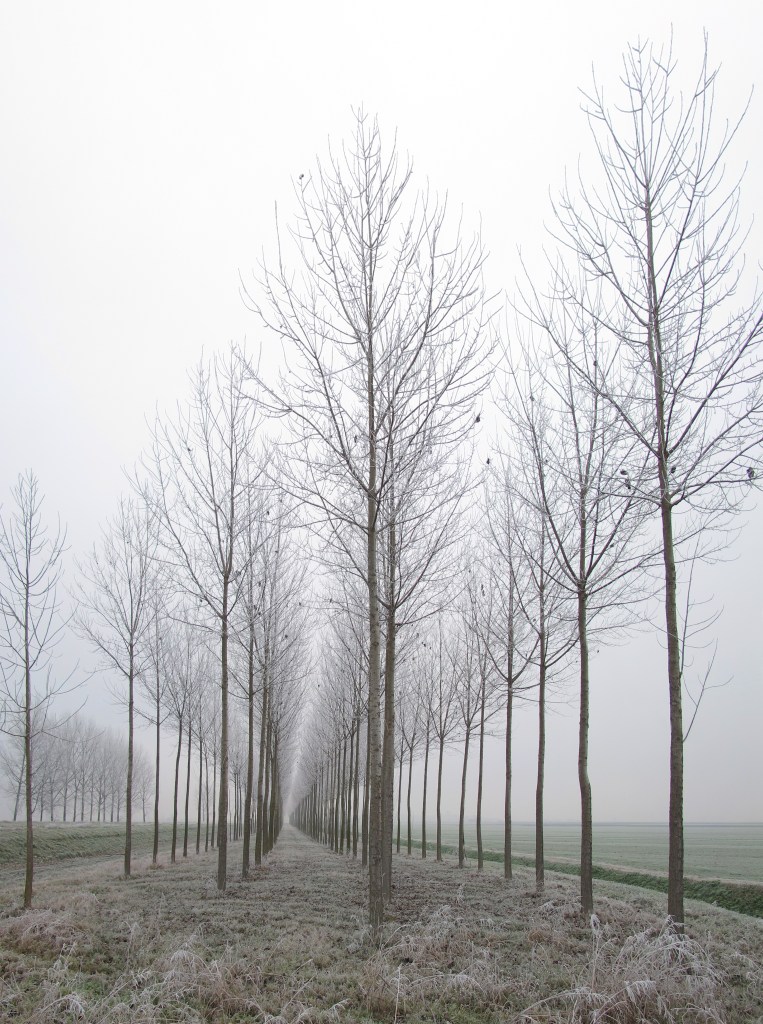 Poplars - Sant'Agata Bolognese, Bologna, Italy - December 16, 2010

