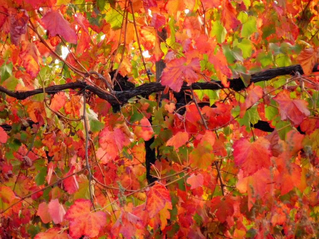 Grapevine Leaves - Bella Rosa, Albinea, Reggio Emilia, Italy - October 2008
