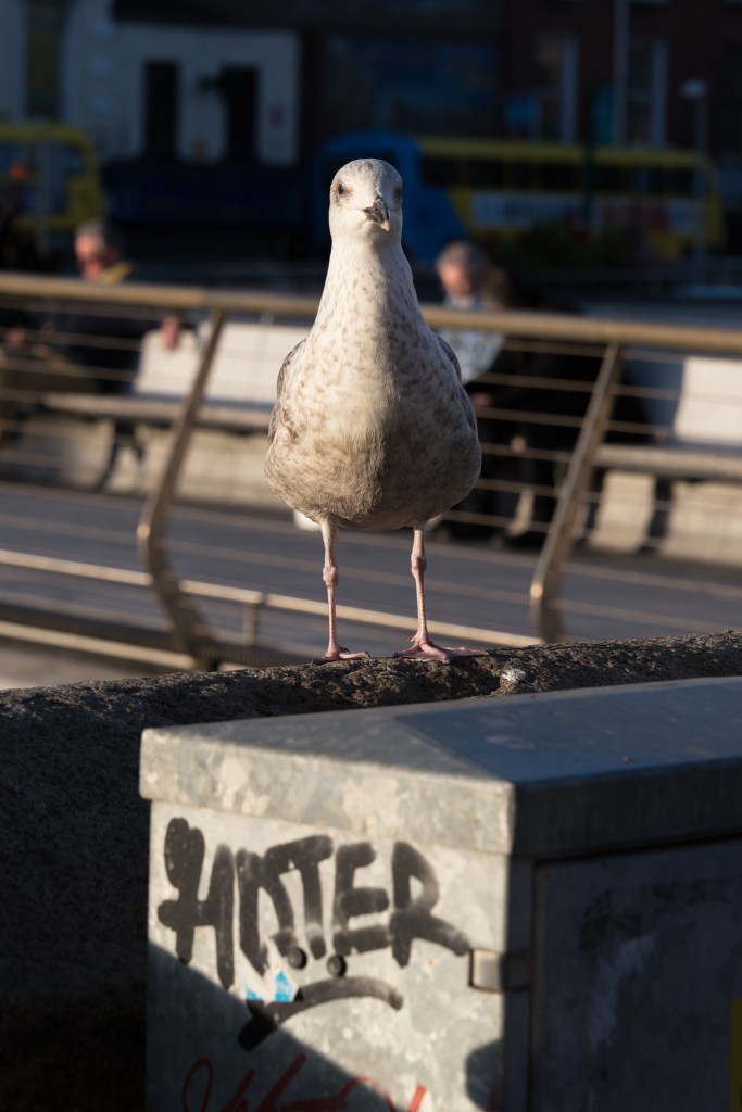 Seagull - Dublin, Ireland - August 18, 2017
