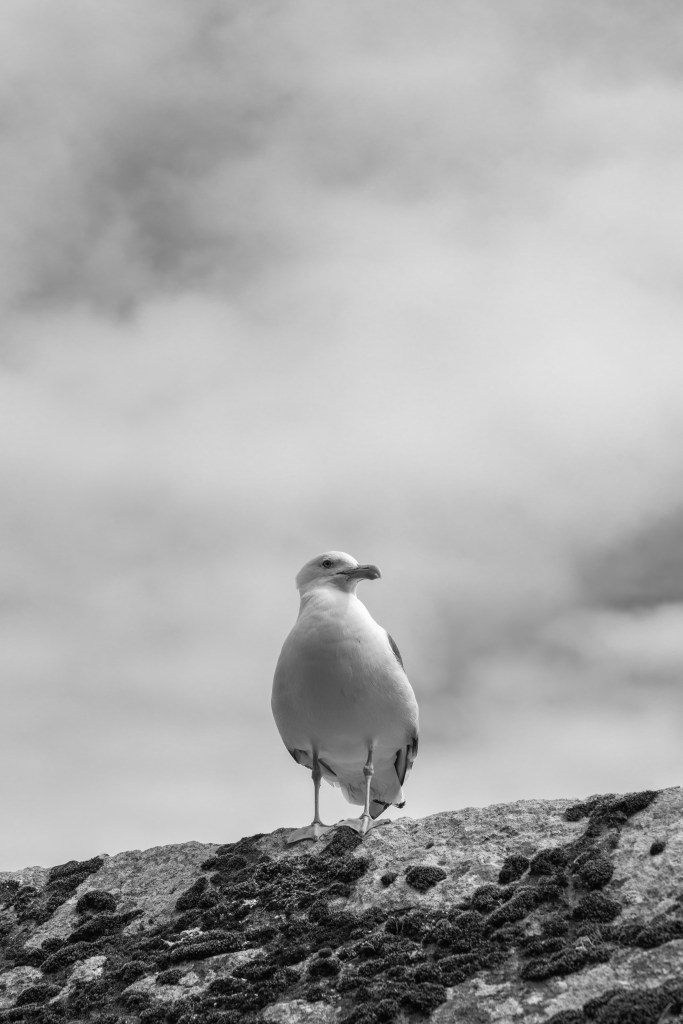 Seagull - Le Mont-Saint-Michel, France - August 14, 2018
