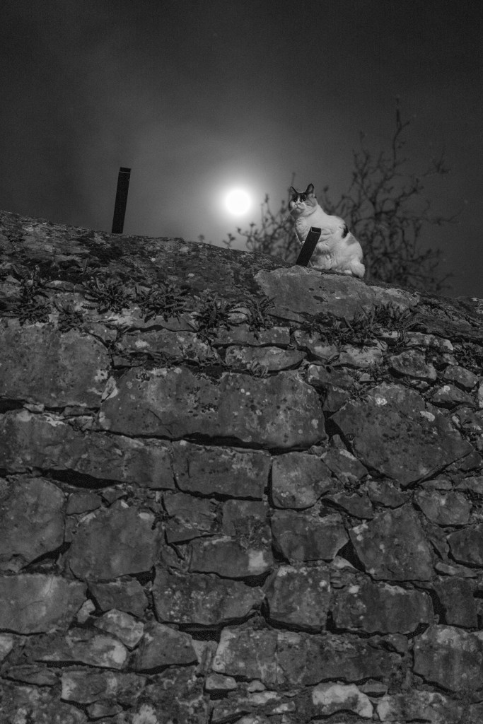 Cat with Moon - Slivia, Trieste, Italy - April 14, 2022
