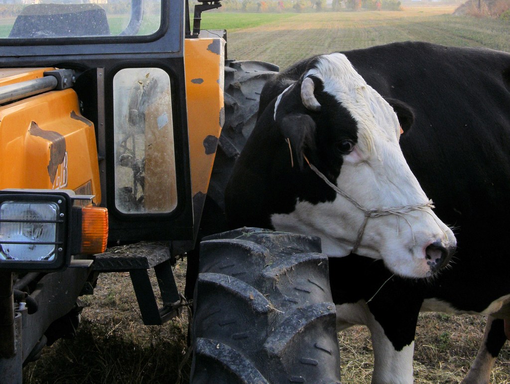 Cow with Tractor - Fellegara, Scandiano, Reggio Emilia, Italy - October 26, 2008
