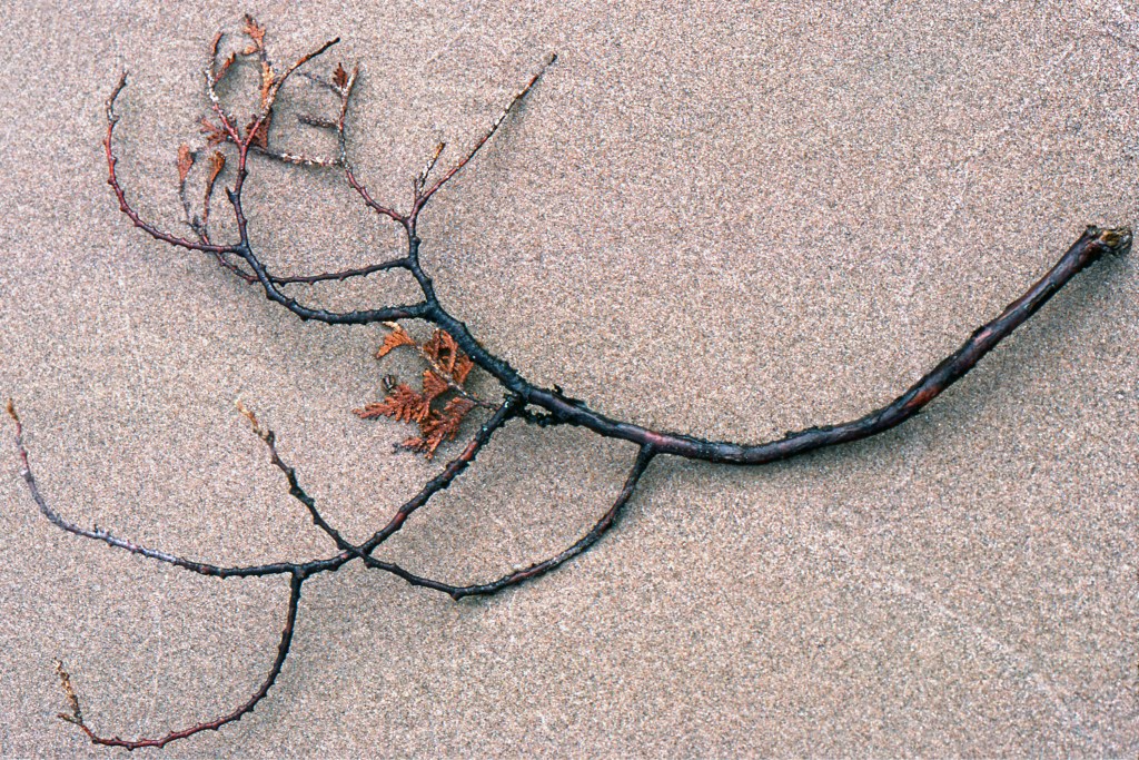 Twig - Lake Superior Provincial Park, Ontario, Canada - August 1987
