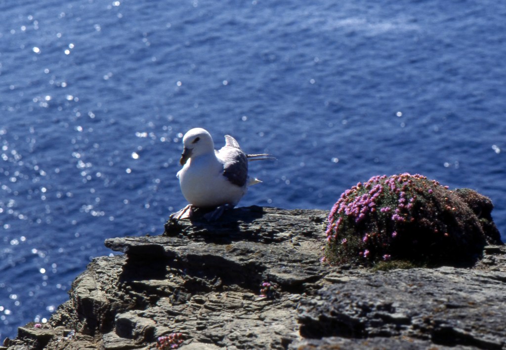 Seagull - Brough Head, Brough of Birsay, Orkney, Scotland, UK - June 3, 1989
