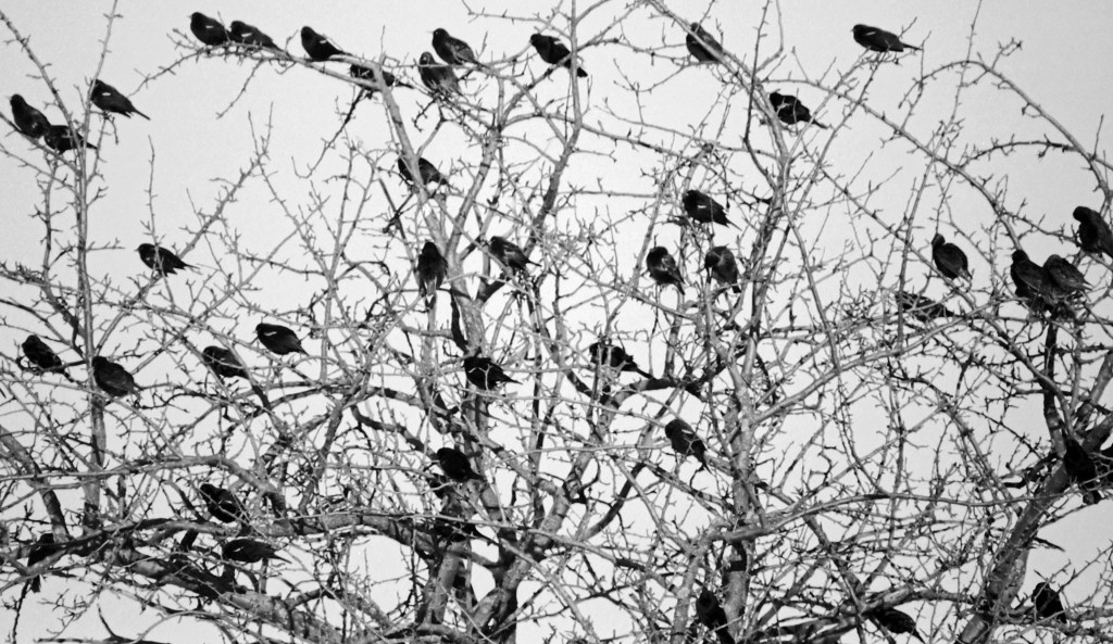 Birds - North of Toronto, Ontario, Canada - 1987
